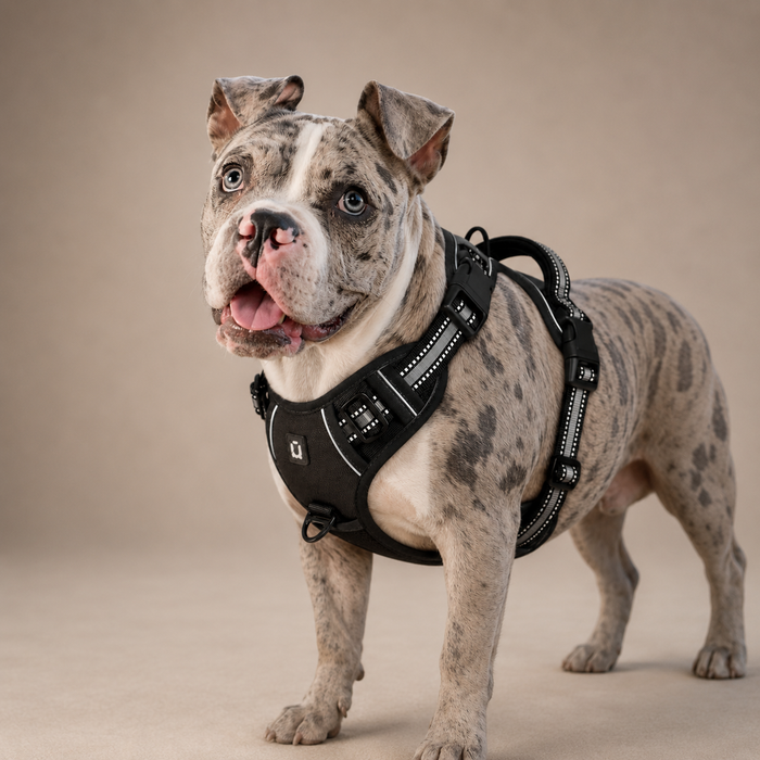 Leashes & More