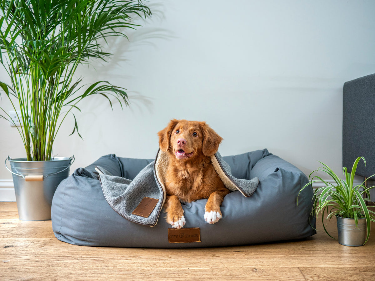 Featured dog lifestyle